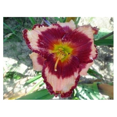 Tagliliensortiment geäugte Blüten Symbolfoto